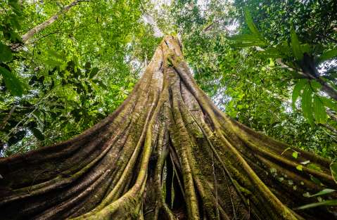 Los grandes árboles de la Amazonia son más resistentes al clima de lo que creíamos