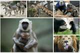 Los consentidos de los zoológicos alemanes