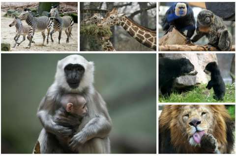 Los consentidos de los zoológicos alemanes