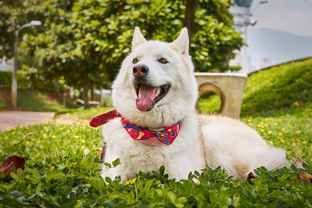 Vincent, el tercer animal doméstico que recibe un marcapasos en Colombia