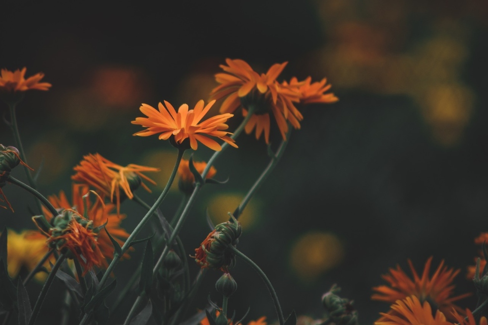 La caléndula es una de las plantas medicinales más conocidas.
