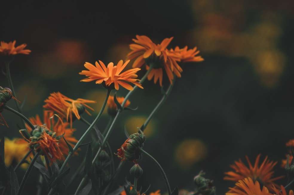 La caléndula es una de las plantas medicinales más conocidas.