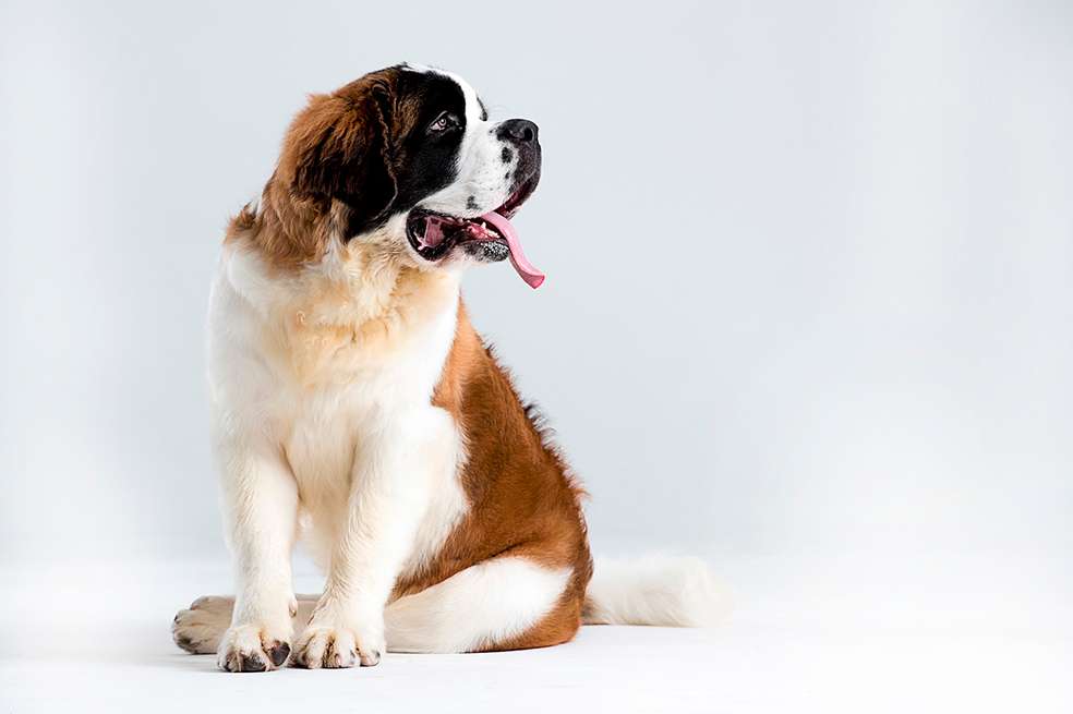 ¡Sin estrés en casa! Estos son las 4 razas de perros más tranquilas