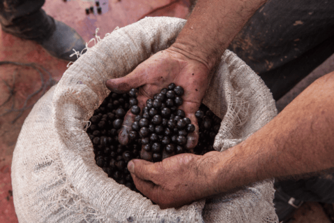 Las superfrutas que pueden salvar la Amazonia