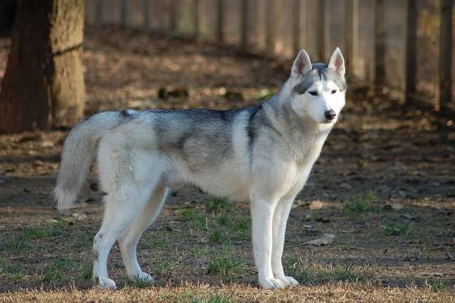 Denuncian presunto ataque de perro a menor de edad en Cartagena