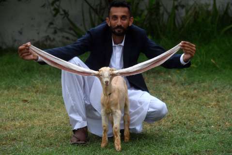 Un cabrito de Pakistán con orejas extremadamente largas causa furor