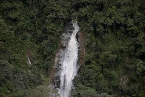 Un estudio global da nuevas luces sobre la reforestación: esto dice sobre Colombia
