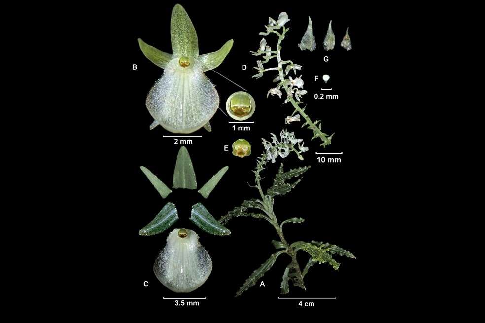 "Crossoglossa elvirae", nueva especie de orquídea descubierta Yumbo, Valle del Cauca, Colombia.