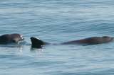 La vaquita marina, el mamífero más amenazado del planeta