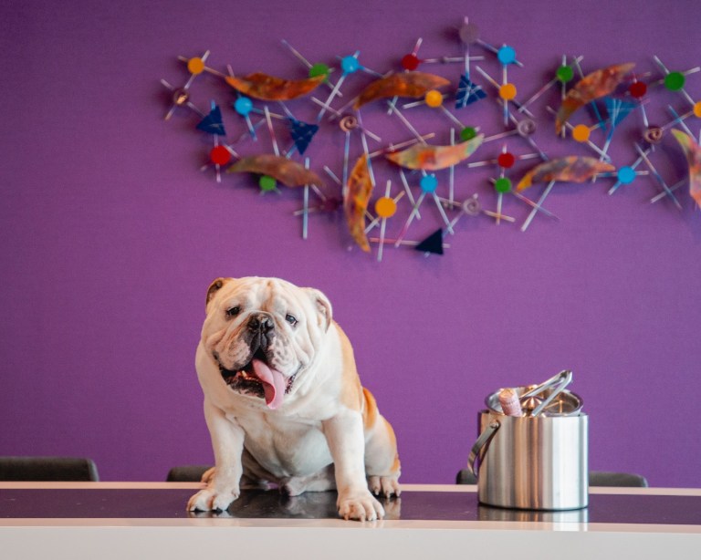 Hoteles pet-friendly en Latinoamérica que transforman los viajes con mascotas