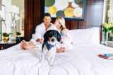 5 hoteles para ir de vacaciones con su perro