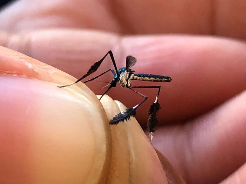 Mosquitos de la fiebre amarilla