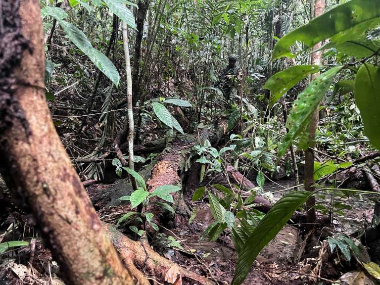 Niños perdidos en Selva del Guaviare