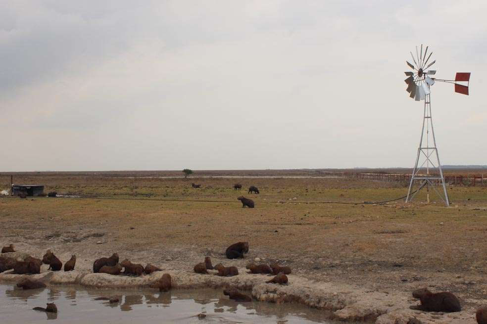En Paz de Ariporo han sido instaladas cuatro motobombas en molinos de viento para reforzar la extracción de agua subterránea. / Corporinoquia