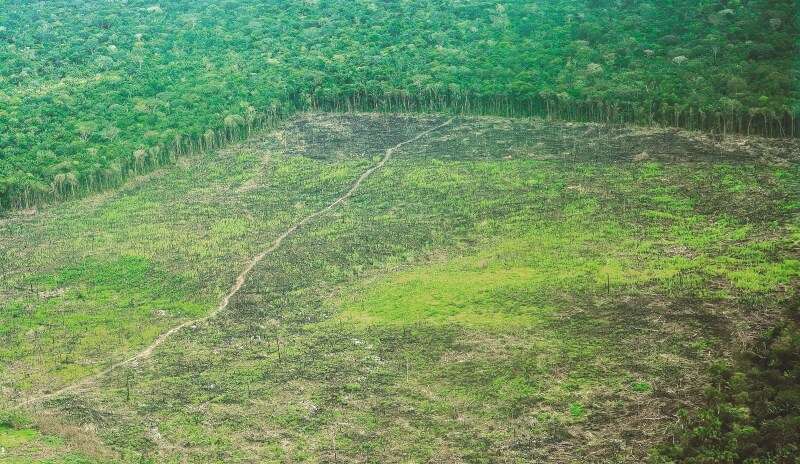 Entre 2016 y 2017, Colombia perdió 179.597 hectáreas de bosque. El 60 % en la Amazonia. / FCDS