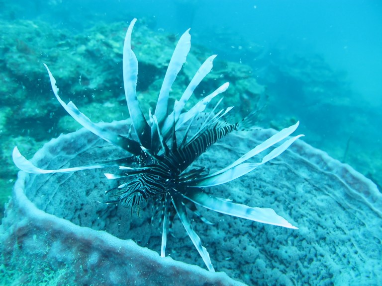Biología Marina de la Tadeo, más de 60 años de aportes a Colombia