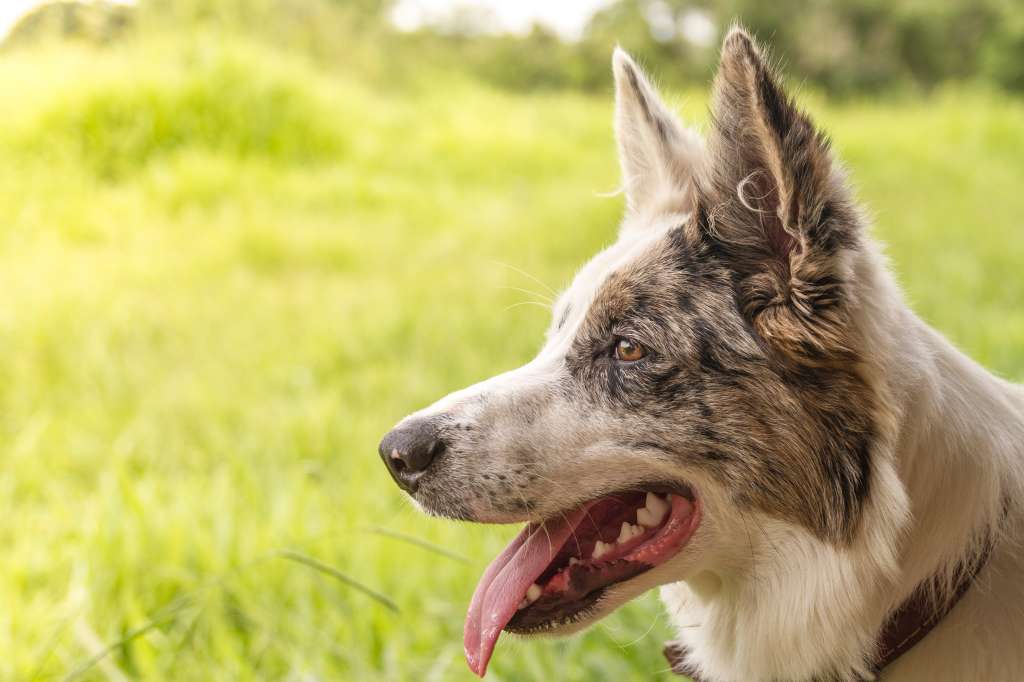 Perro