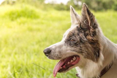 Enfermedades que los perros pueden transmitir a los humanos