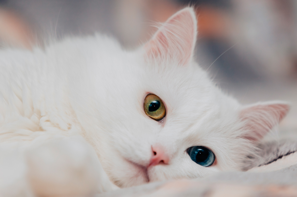 Angora turco, ¿cuáles son las características de esta raza de gatos?
