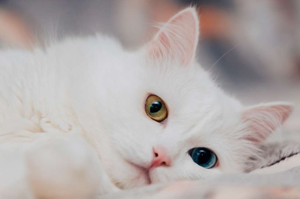 Angora turco, ¿cuáles son las características de esta raza de gatos?