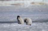 ¡Buenas noticias! Descubren cuatro nuevas colonias de pingüinos emperador