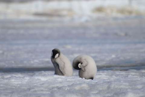 El cambio climático también estaría afectando el comportamiento de los pingüinos