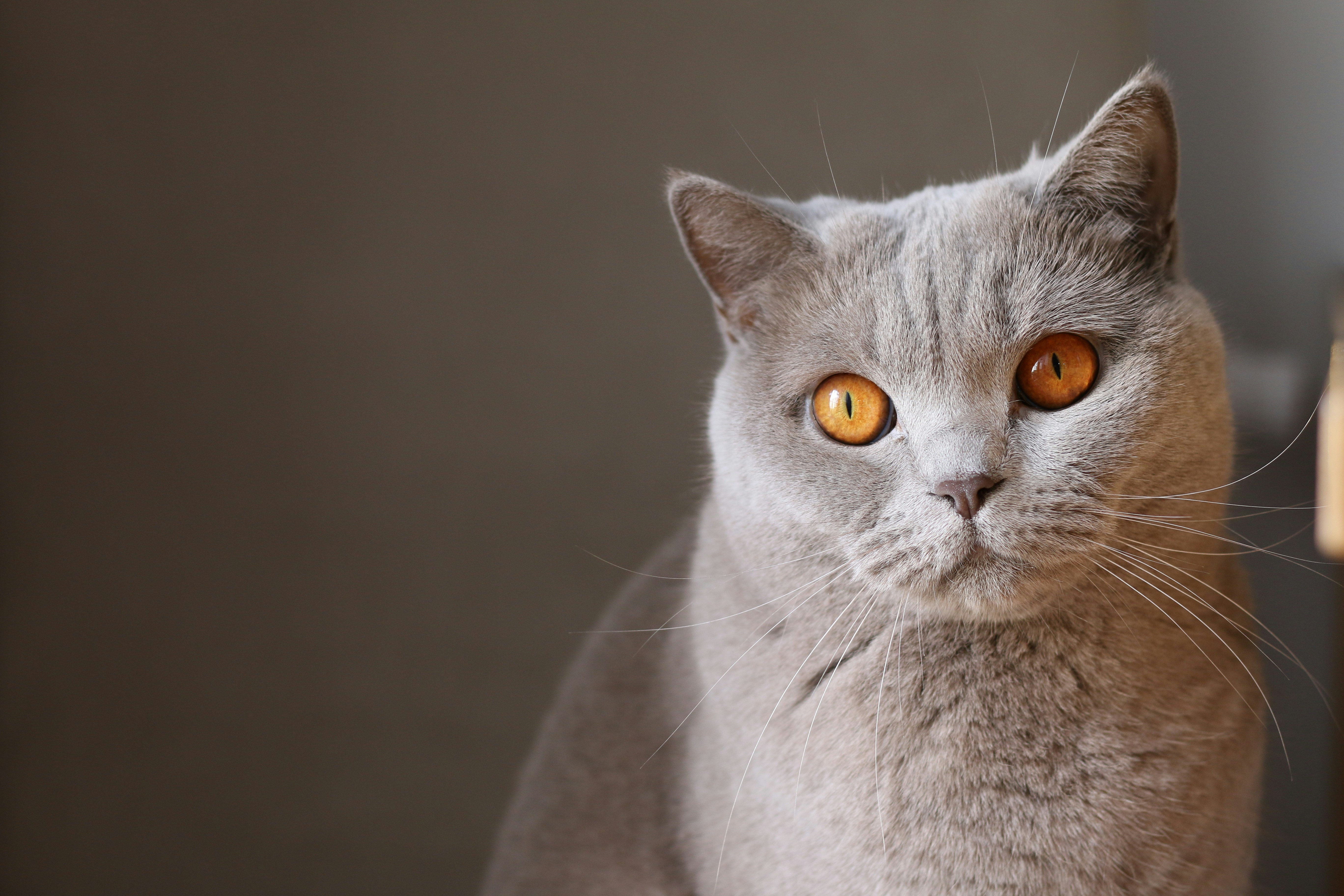 Una de las cosas que nunca debería hacerle a un gato es educarlos a los golpes o gritos.