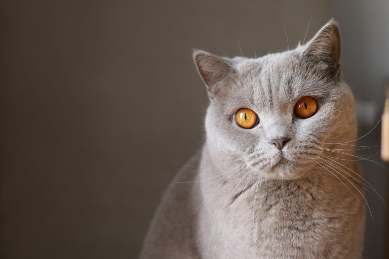 Señales de que un gato está sufriendo de estrés: ¿qué hacer en estos casos?