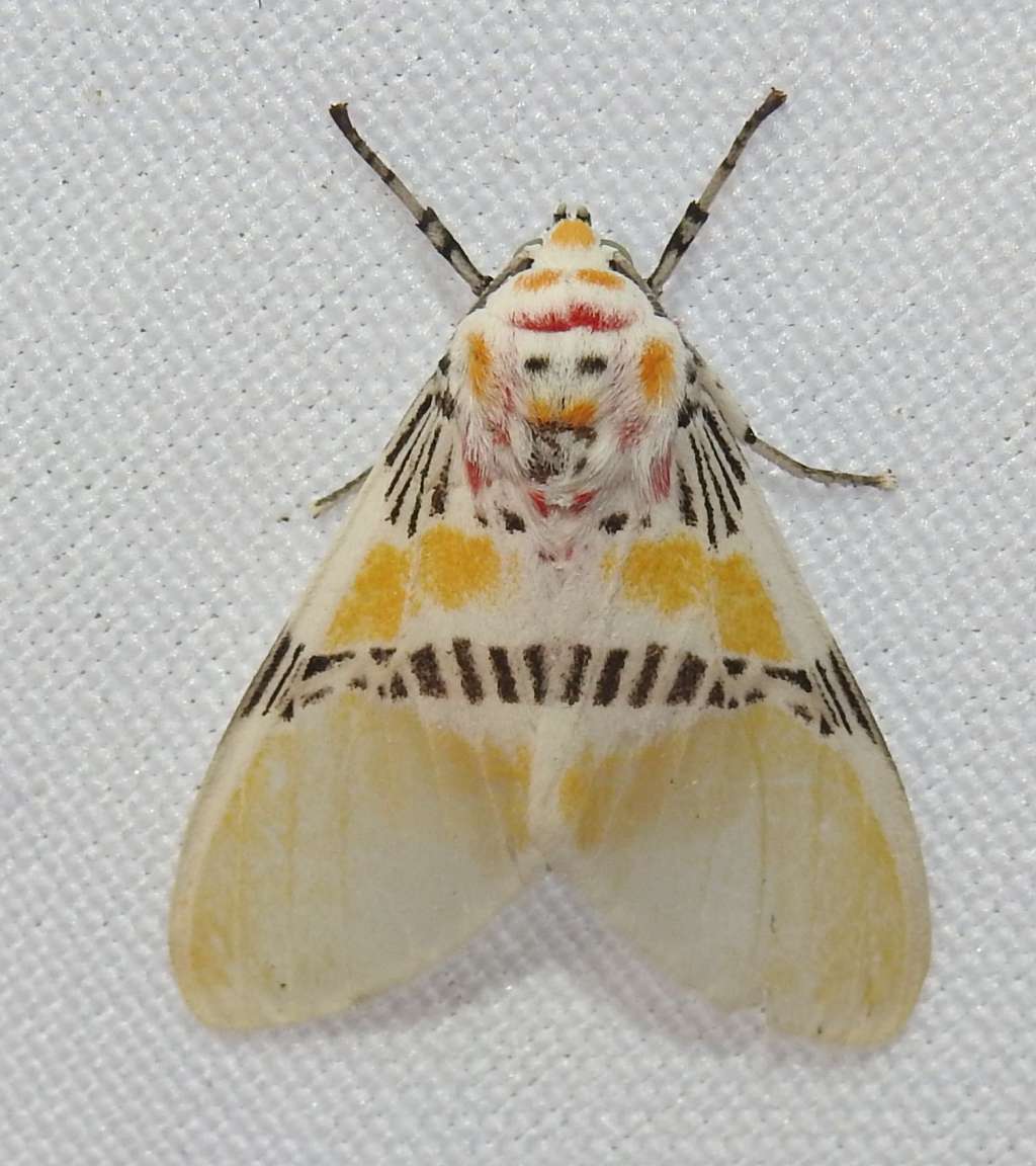Individuo de la especie Idalus tenuifascia.
