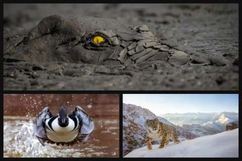 Estos son los ganadores del premio mundial de fotografía de la naturaleza 2022