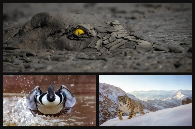 Estos son los ganadores del premio mundial de fotografía de la naturaleza 2022