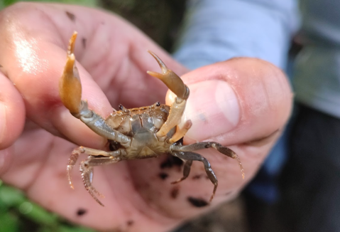 Se descubrió una nueva especie de cangrejo en Antioquia: ¿cómo ocurrió?