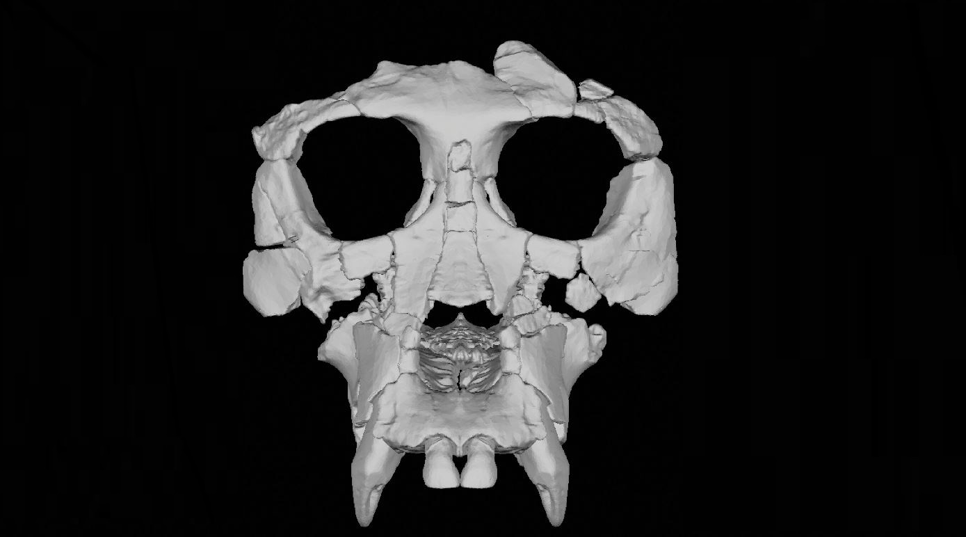 El cráneo reconstruido de Pierolapithecus. /Proceedings of the National Academy of Sciences.