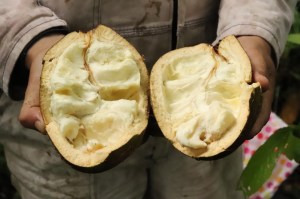 ¿Cuál es la fruta amazónica que parece un cacao, pero sabe a guanábana y pera a la vez?