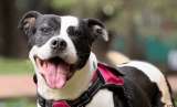 Perros y gatos buscan una familia en Bogotá: habrá jornada de adopción este 29 de agosto
