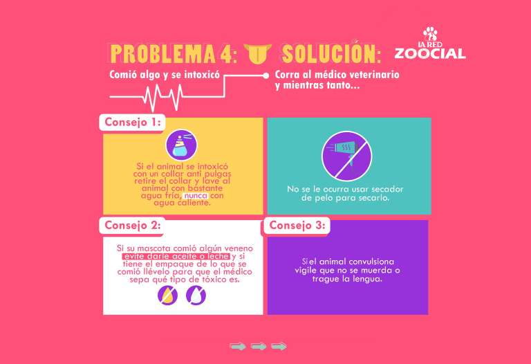 Primeros auxilios para animales