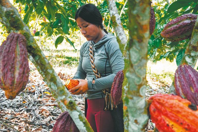 Putumayo: entre la miseria de la coca y el auge del cacao 