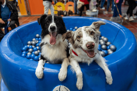 Encuentre a su nuevo mejor amigo en Expopet: más de 30 mascotas esperan un hogar