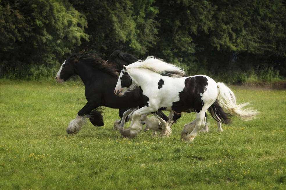 El gypsy es una de las razas de caballo presentes en Travesía, el nuevo espectáculo que ofrece Panaca. / iStock