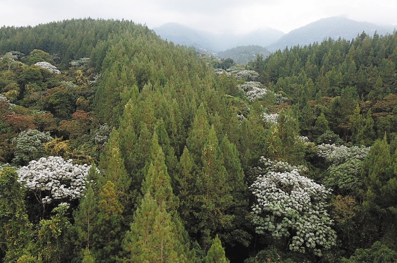 Colombia tiene 59,7 millones de hectáreas de bosque natural. / Smurfit Kappa.