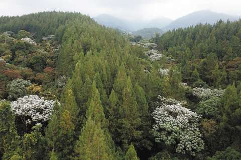 Conservar los bosques de Colombia para sostener la vida