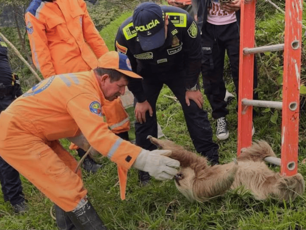 El animal quedó bajo custodia de la Policía mientras la CAS evalúa su estado de salud antes de devolverlo a su hábitat.