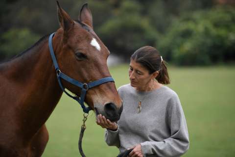 ¿A qué edad es viejo un caballo?
