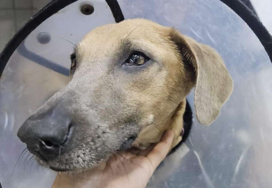 Desde su llegada, el equipo veterinario y los rescatistas iniciaron una carrera contra el tiempo para intentar revertir el daño que las enfermedades.
