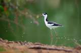 Aunque migren cientos de kilómetros, las aves no logran escapar del cambio climático