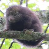 El puercoespín único de Colombia desaparece sin que lo conozcamos