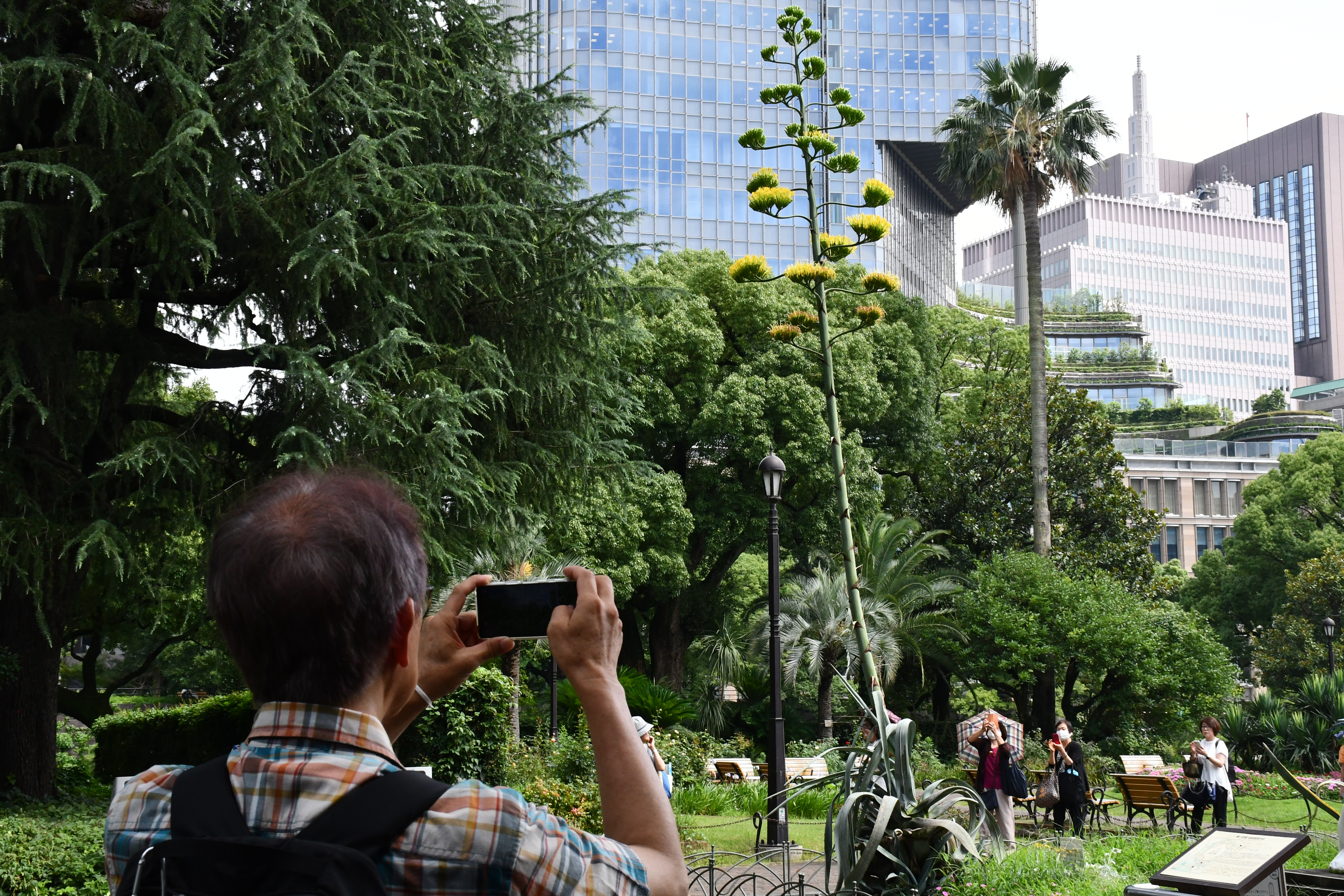 TOKIO, 17/07/2024.- Una planta centenaria de agave, que se dice que florece solo una vez cada siglo, ha comenzado a abrir sus flores amarillas en el céntrico parque tokiota de Hibiya, donde ha atraído a numerosos japoneses y turistas. EFE/ Edurne Morillo