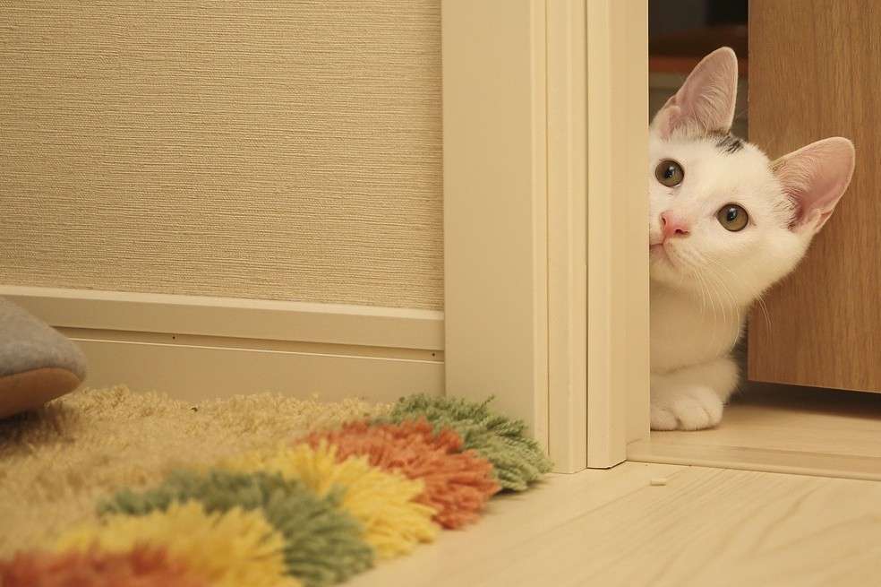 Gato, felino, animal, gestos cariñosos, te amo, gestos de cariño.