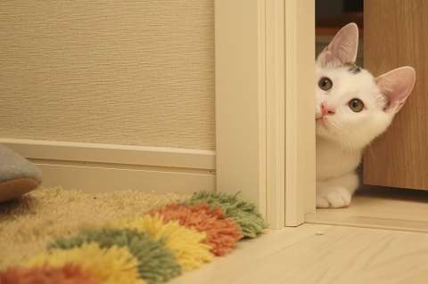 ¿Por qué los gatos se van de la casa y no vuelven?