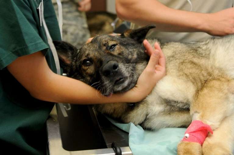 Ya sea con especies pequeñas o grandes, domésticas o silvestres, la medicina veterinaria trabaja por la salud de los animales no humanos.